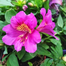 Alstromeria (Alstroemeria Inticancha) Sunstar 35 cm c2 - zdjęcie 5
