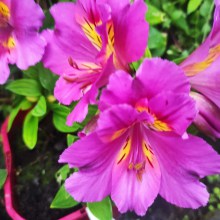 Alstromeria (Alstroemeria Inticancha) Sunstar 35 cm c2 - zdjęcie 4