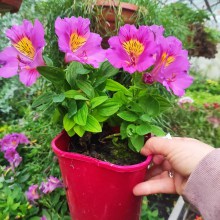 Alstromeria (Alstroemeria Inticancha) Sunstar 35 cm c2 - zdjęcie 3