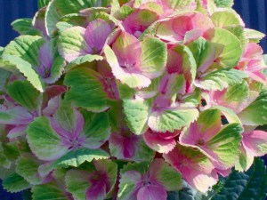 Hortensja ogrodowa (Hydrangea macrophylla) Amethyst c3 zdjęcie 6