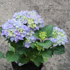 Hortensja ogrodowa niebieska (Hydrangea macrophylla) Bodensee zdjęcie 2
