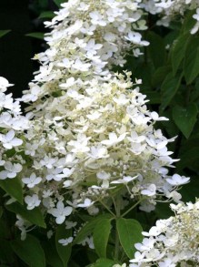 Hortensja bukietowa (Hydrangea paniculata) Confetti zdjęcie 4