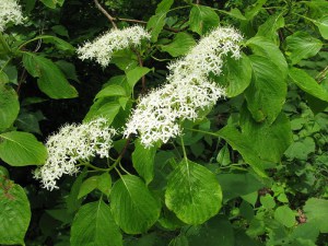 Dereń pagodowy (Cornus controversa) c5 zdjęcie 5