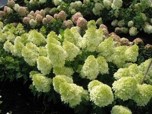 Hortensja bukietowa na pniu (Hydrangea) Candle c5 zdjecie 2