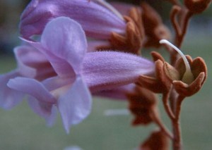 Paulownia puszysta (Paulownia tomentosa) cesarskie drzewko szczęścia c2 zdjęcie 2