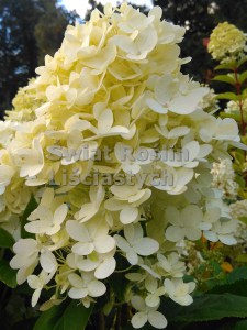 Hortensja bukietowa (Hydrangea paniculata) Sweet Summer zdjęcie 4