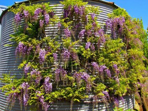 Wisteria kwiecista (Wisteria floribunda) Violacea Plena (syn. Black Dragon) 2