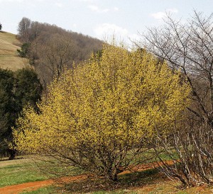 Dereń jadalny (Cornus mas) c1,5 zdjęcie 2