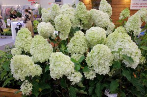 Hortensja bukietowa (Hydrangea paniculata) Silver Dollar c3 zdjęcie 2