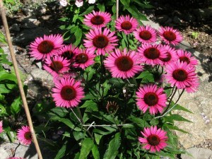 Jeżówka purpurowa (Echinacea) Vintage Vine zdjęcie 4