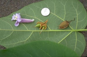 Paulownia puszysta (Paulownia tomentosa) cesarskie drzewko szczęścia c2 zdjęcie 3