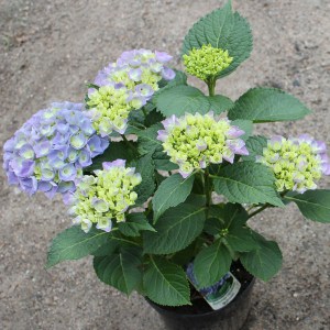 Hortensja ogrodowa niebieska (Hydrangea macrophylla) Bodensee zdjęcie 3