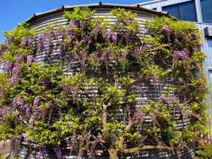 Wisteria kwiecista (Wisteria floribunda) Violacea Plena (syn. Black Dragon) 3