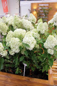 Hortensja bukietowa (Hydrangea paniculata) Silver Dollar c3 zdjęcie 3