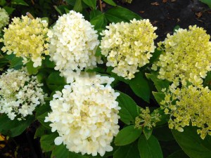 Hortensja bukietowa (Hydrangea paniculata) Sweet Summer zdjęcie 2