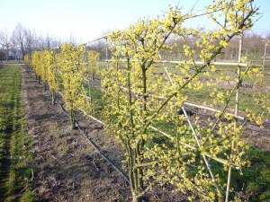 Dereń jadalny (Cornus mas) c1,5 zdjęcie 4