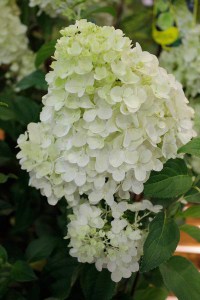 Hortensja bukietowa (Hydrangea paniculata) Silver Dollar c3 zdjęcie 6