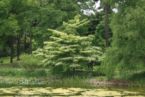 Dereń pagodowy (Cornus controversa) c5 zdjęcie 6