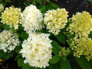 Hortensja bukietowa (Hydrangea paniculata) Sweet Summer c3 zdjęcie 3