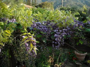 Wisteria kwiecista (Wisteria floribunda) Violacea Plena (syn. Black Dragon) 4