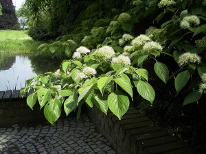 Dereń pagodowy (Cornus controversa) c5 zdjęcie 7