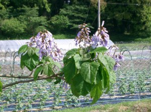 Paulownia puszysta (Paulownia tomentosa) cesarskie drzewko szczęścia c2 zdjęcie 4