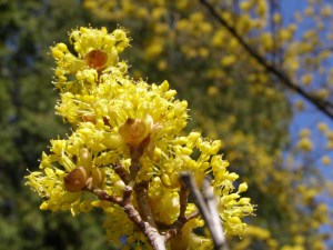 Dereń jadalny (Cornus mas) c1,5 zdjęcie 5