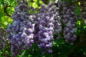 Wisteria kwiecista (Wisteria floribunda) Violacea Plena (syn. Black Dragon) 5