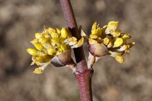 Dereń jadalny (Cornus mas) c1,5 zdjęcie 6