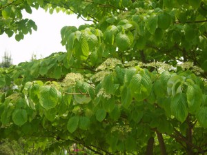 Dereń pagodowy (Cornus controversa) c5 zdjęcie 8