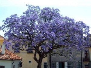 Paulownia puszysta (Paulownia tomentosa) cesarskie drzewko szczęścia c2 zdjęcie 5