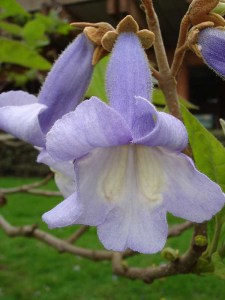 Paulownia puszysta (Paulownia tomentosa) cesarskie drzewko szczęścia c2 zdjęcie 6