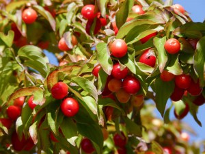 Dereń jadalny (Cornus mas) c1,5 zdjęcie 7