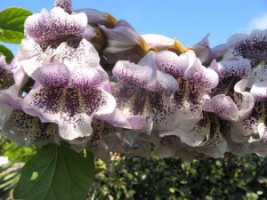 Paulownia puszysta (Paulownia tomentosa) cesarskie drzewko szczęścia c2 zdjęcie 7