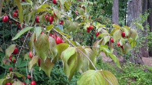 Dereń jadalny (Cornus mas) c1,5 zdjęcie 8