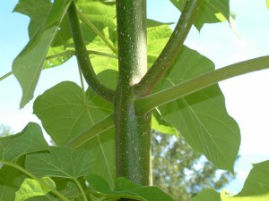 Paulownia puszysta (Paulownia tomentosa) cesarskie drzewko szczęścia c2 zdjęcie 8