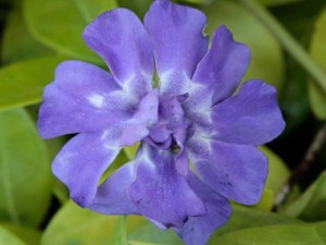 Barwinek mniejszy (Vinca minor) Panta zdjęcie 2