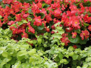 begonia_stale_kw_4df90c2023adf.jpg