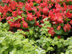 begonia_stale_kw_4df90e30c6fb2.jpg