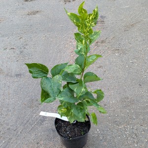 Bez - lilak pospolity (Syringa vulgaris) Aucubaefolia 50-60 cm c2,5