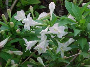 Krzewuszka (Weigela florida) Bristol Snowflake zdjęcie 1