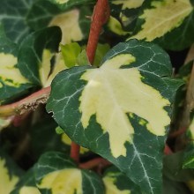 Bluszcz pospolity (Hedera helix) Gold Heart c2