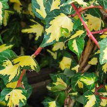 Bluszcz pospolity (Hedera helix) Gold Heart c2 150 cm