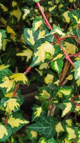 Bluszcz pospolity (Hedera helix) Gold Heart