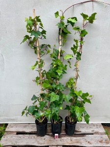 Bluszcz irlandzki (Hedera hibernica) sadzonki w doniczkach