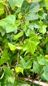 Bluszcz (hedera hibernica) irlandzki, atlantycki, liście z czerwonymi ogonkami