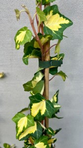  Bluszcz pospolity (Hedera helix) Goldheart zbliżenie pędów