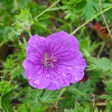 Bodziszek czerwony, krwisty (Geranium sanguineum) Tiny Monster kwiat