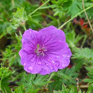 Bodziszek czerwony, krwisty (Geranium sanguineum) Tiny Monster kwiat