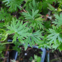 Bodziszek czerwony, krwisty (Geranium sanguineum) Tiny Monster